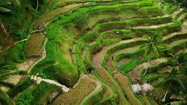 Top view of Tegalalang rice terraces in Bali, Indonesia.