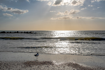 Fototapeta na wymiar Evening view with a bird of the Gulf of Mexico beach in Florida, USA