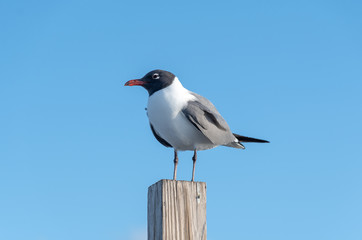 A Laughing gull perched on a post