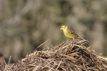 Yellowhammer