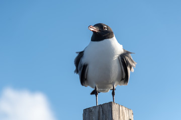A Laughing gull perched on a post