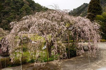 山国の枝垂れ桜