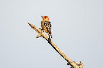 Red-bellied woodpecker perched on a branch
