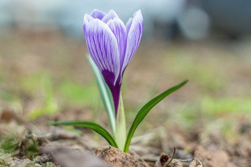 einzelner Krokus lila-wei&szlig;