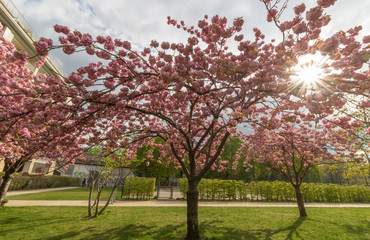 blühender Baum im Frühling