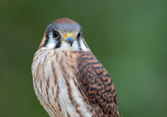Close up of a Kestrel - a bird of prey