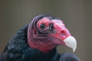 portrait of a Turkey Vulture