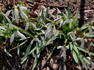 Snowdrop flowers
