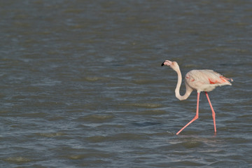 Fototapeta na wymiar Greater Flamingo at Eker creek, Bahrain 