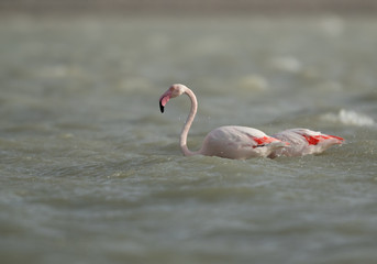 Greater Flamingos at Eker creek, Bahrain 