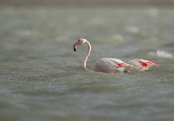Fototapeta premium Greater Flamingos at Eker creek, Bahrain 