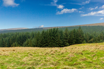 Fototapeta premium A view of a pines forest with green grass on the foreground under a majestic blue sky and white clouds