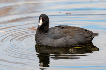 American Coot swimming in a lake