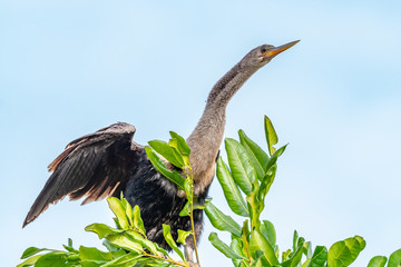 Anhinga showing off in a tree with wings spread