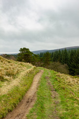 A view of a treil path along green vegetation and pines forest in the background under a cloudy white sky