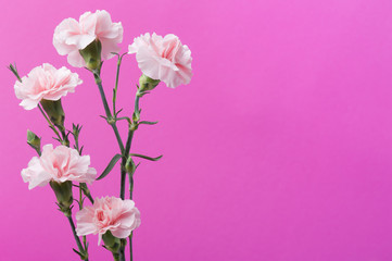 Fototapeta na wymiar pink carnations on background