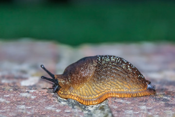SLUG SITTING ON WALL
