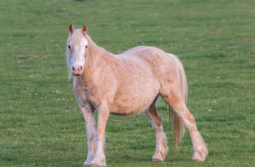 Obraz premium HORSE STANDING ALONE IN FIELD