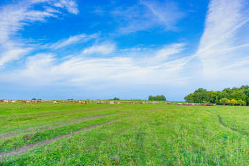 Fototapeta na wymiar panorama of a large herd of many horses grazing on a green meadow, summer hot day, against the large blue sky