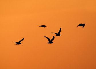 Silhouette of Black-headed gull flying in the morning at Asker coast, Bahrain