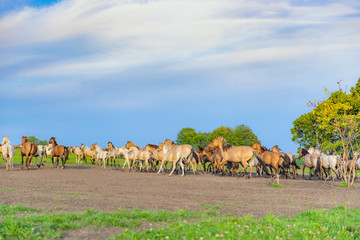 panorama of a large herd of many horses grazing on a green meadow, summer hot day, against the large blue sky