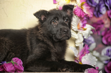 black puppy on a background of flowers in the studio