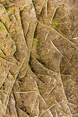 A patern view of tree roots with some green vegetation