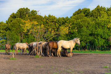 Fototapeta premium panorama of a large herd of many horses grazing on a green meadow, summer hot day, against the large blue sky