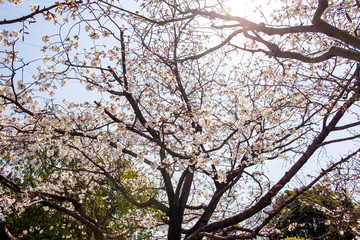 平和市民公園の桜