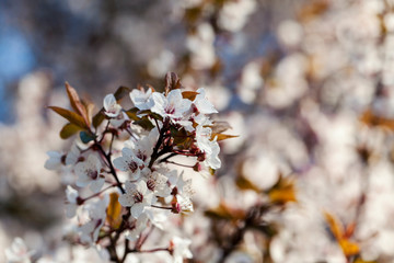 Japanese cherry blossom