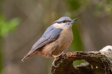 Close up shot of a wood nuthatch