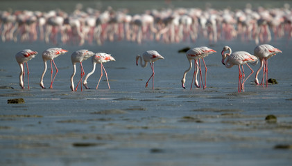 Fototapeta premium Greater Flamingos at Eker creek, Bahrain 