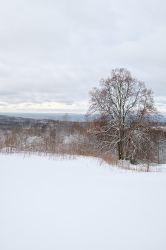 snow in the foreground and an oak to the right in picture with a lake in the background