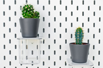Various cactus house plants in gray pots against white wall. Modern room decoration.