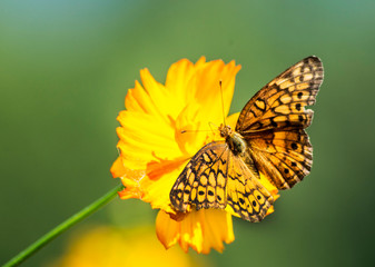 Star Spangled Fritillary feeding on Zinnia blooms.