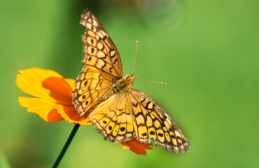 Star Spangled Fritillary feeding on Zinnia blooms.