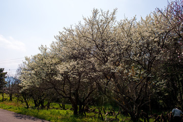 Fototapeta premium 桜づつみ公園のスモモ
