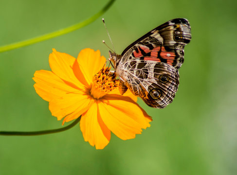 A beautiful Painted Lady Butterfly feeds on Zinnias.