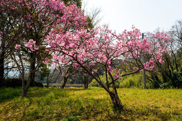 Fototapeta premium 桜づつみ公園の陽光