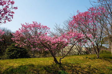 Fototapeta premium 桜づつみ公園の陽光