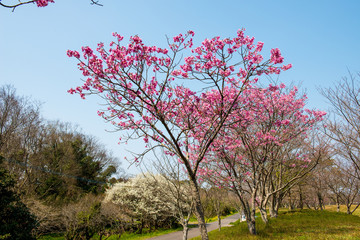 Naklejka premium 桜づつみ公園の陽光