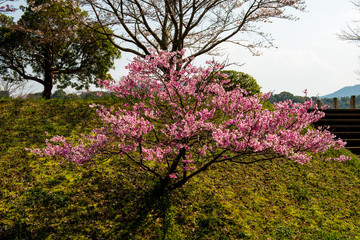 桜づつみ公園の陽光