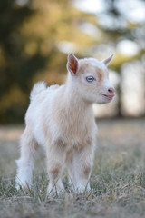 Fototapeta na wymiar Nigerian Dwarf Doe Kid Dairy Goat