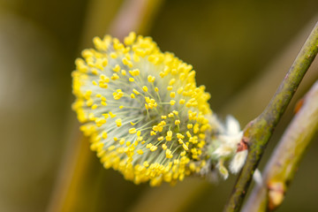 Blooming willow catkin
