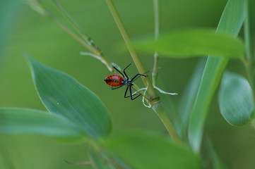 Insect Maryland