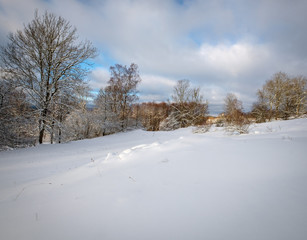 snow-covered field with forest in the background