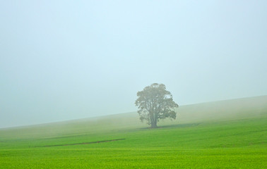 single tree