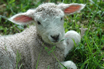 LEICESTER LONGWOOL SHEEP LAMB