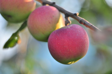 two apples on a branch