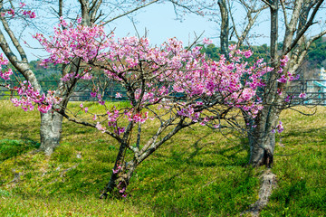 桜づつみ公園の陽光